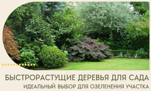 Быстрорастущие деревья для сада идеальный выбор в Щёлкове