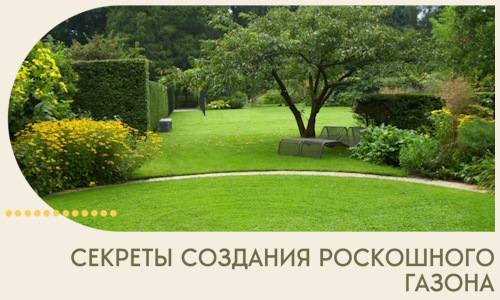 Секреты создания роскошного газона в Щёлкове